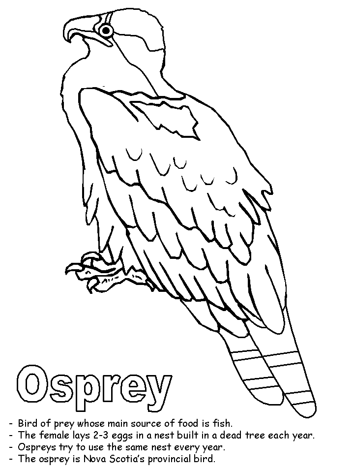 718x957 Osprey Coloring Page