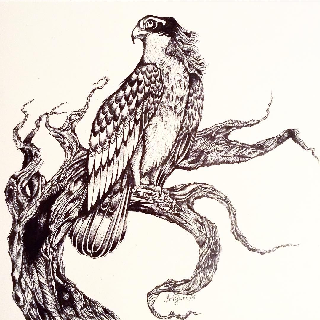 Osprey Drawing at GetDrawings | Free download