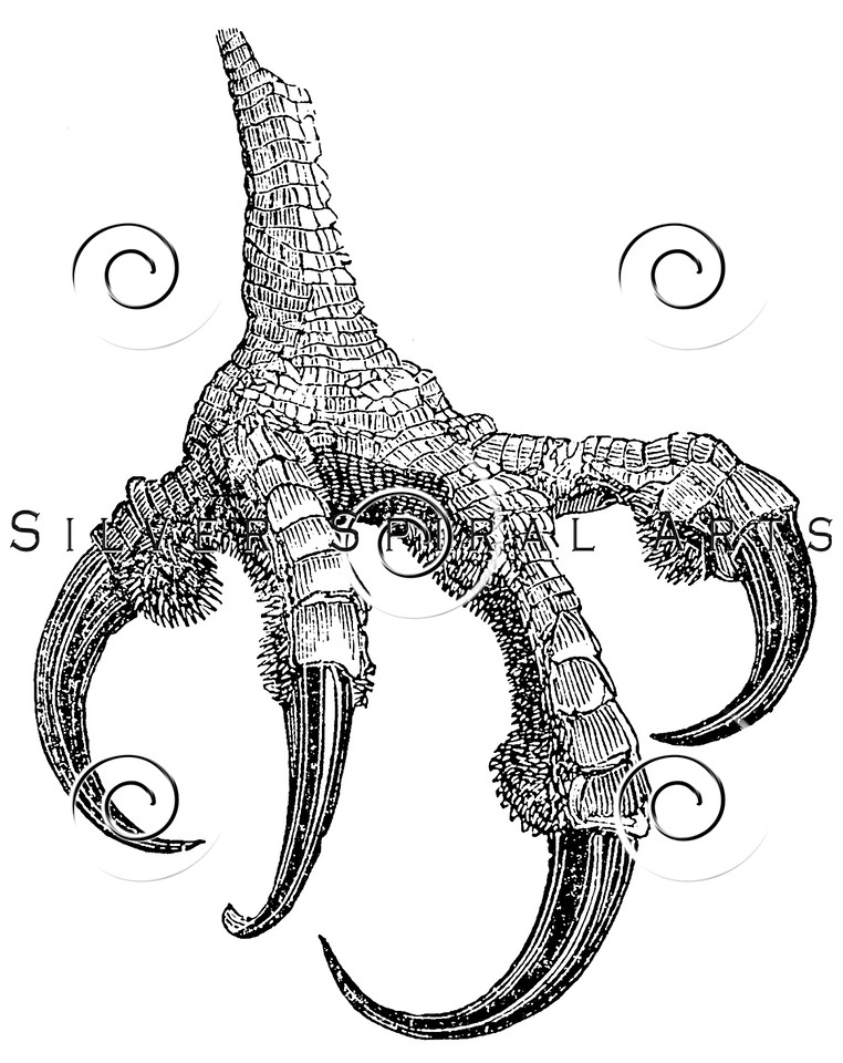 762x960 Royalty Free Stock Vintage Illustrations Photo Keywords Osprey