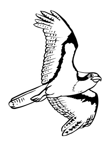 360x480 Soaring Osprey Coloring Page Free Printable Coloring Pages
