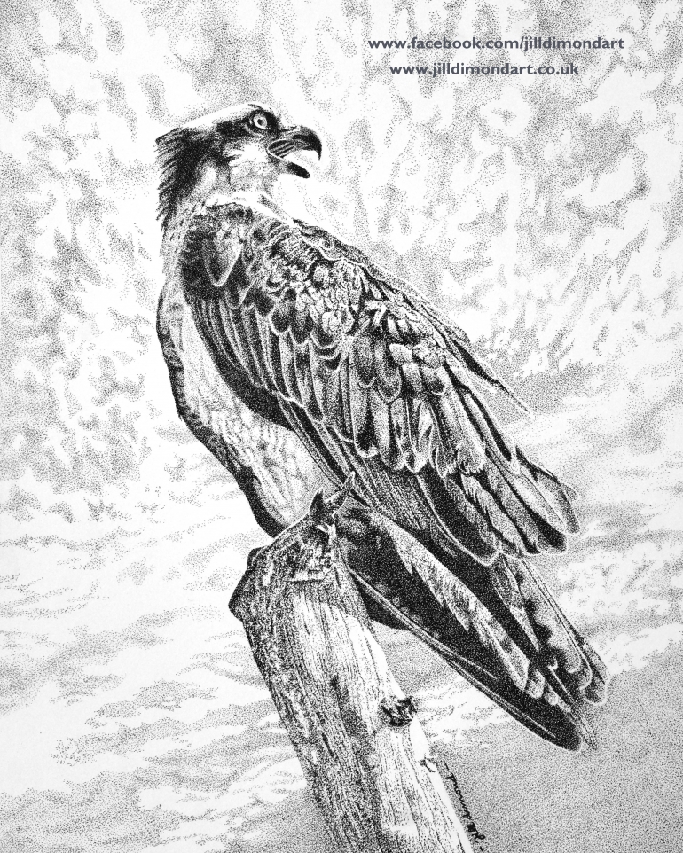 Osprey Drawing at GetDrawings | Free download