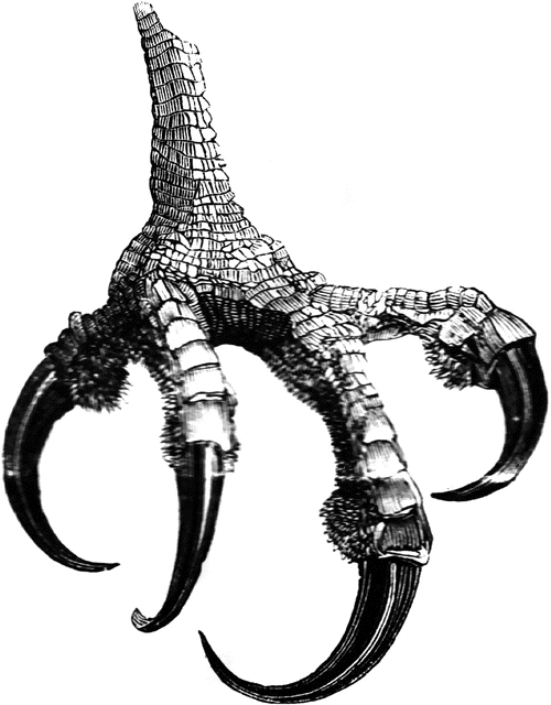 500x640 Foot Of An Osprey Clipart Etc