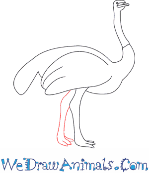 300x350 How To Draw An Ostrich