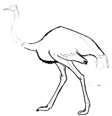 358x370 How To Draw An Ostrich