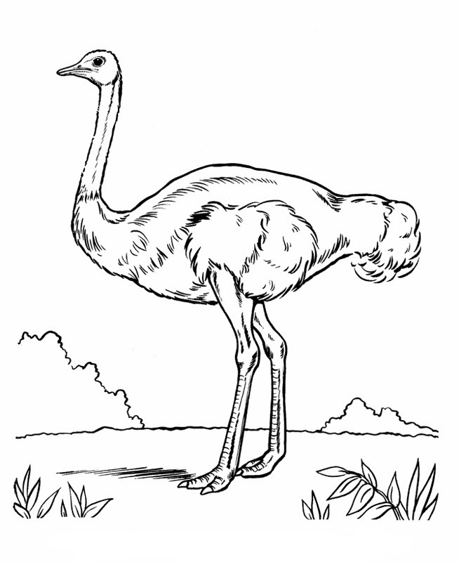 654x800 Ostrich