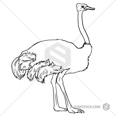 400x400 Ostrich Drawing Staystock