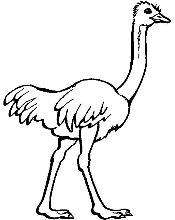 600x756 Ostrich Image Coloring Page Color Luna