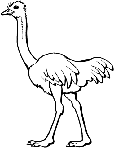 368x480 Ostrich Coloring Page Free Printable Coloring Pages