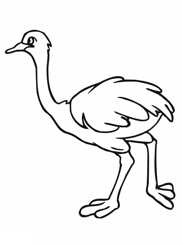 600x800 African Ostrich Coloring Page Color Luna