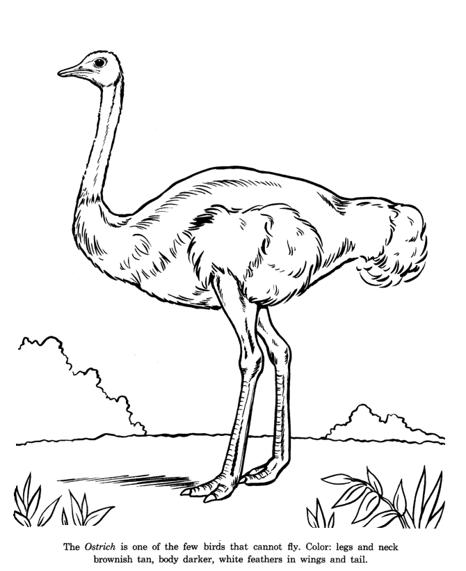 670x820 Ostrich Drawing And Coloring Page Bird Animal