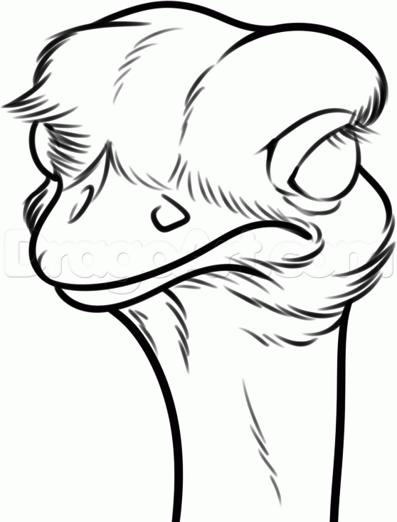 558x734 How To Draw An Ostrich Step 6 Tekening Drawings