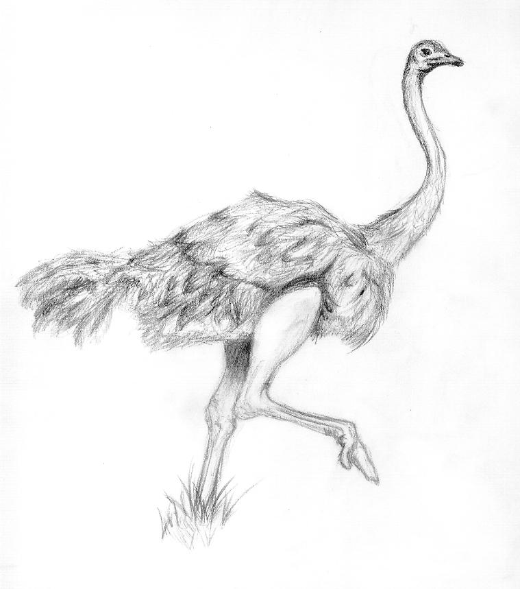 759x859 Ostrich By Bullfango