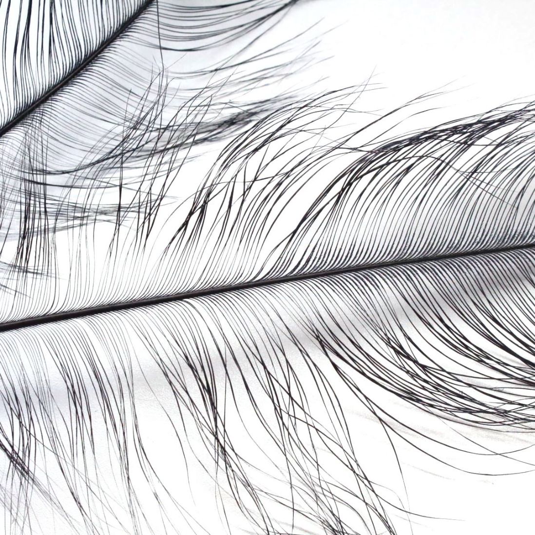 1098x1098 Navy Burnt Ostrich Feather