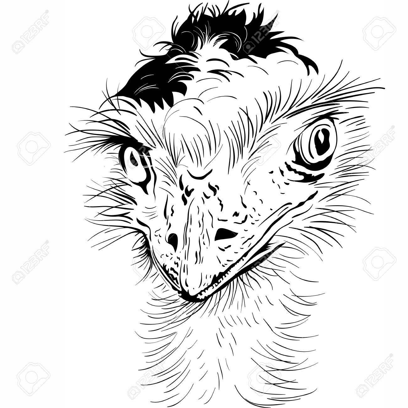 1300x1300 Sketch Closeup Portrait Of Funny Ostrich Bird Clip Art Libres De