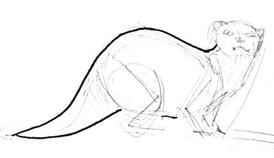 400x231 How To Draw An Otter