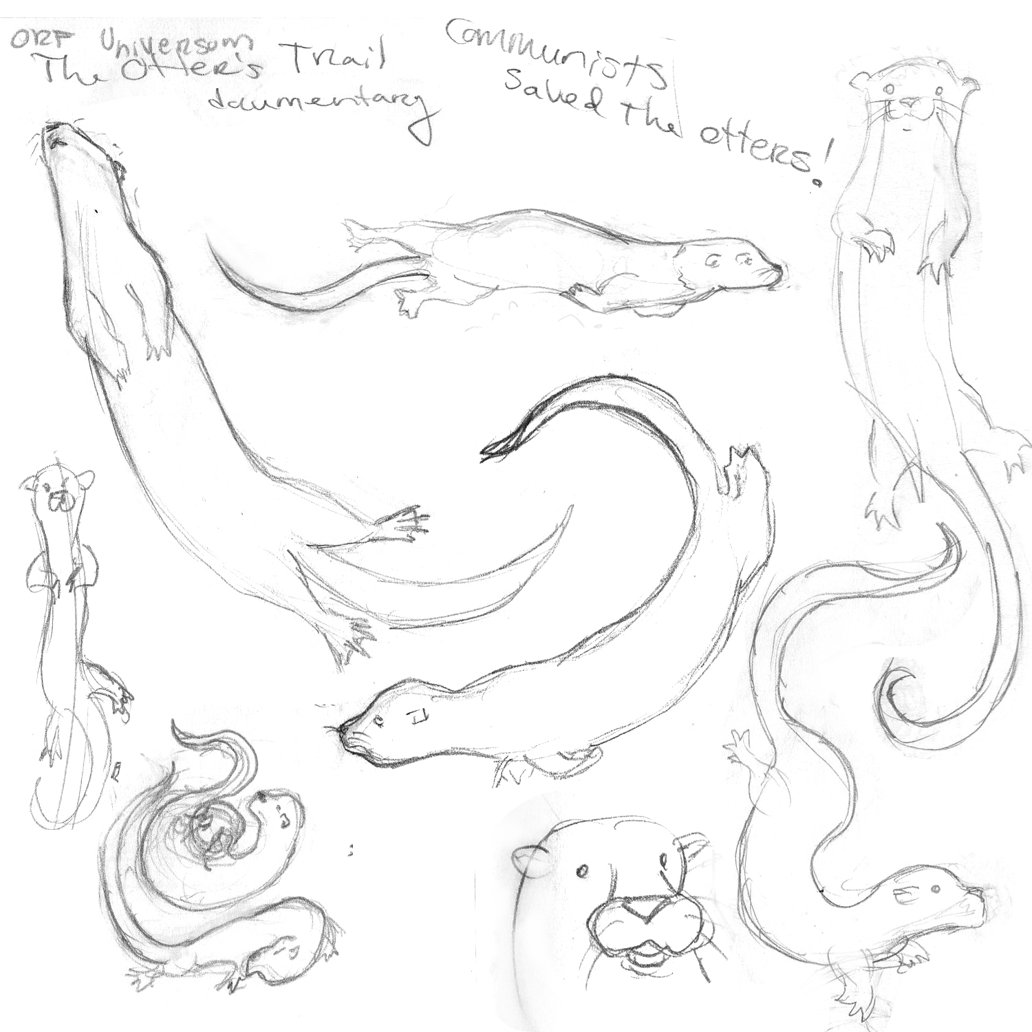 1500x1500 How To Draw Otters