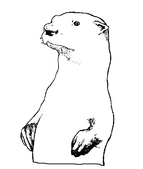 600x710 Otter Coloring Page