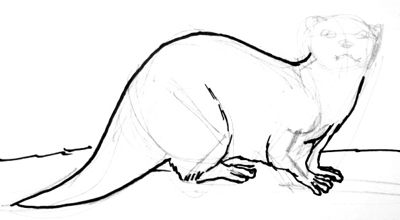 400x220 How To Draw An Otter