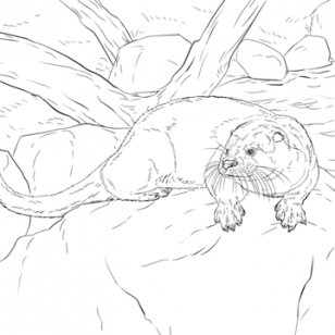 308x308 Photos Of Otters Coloring Pages
