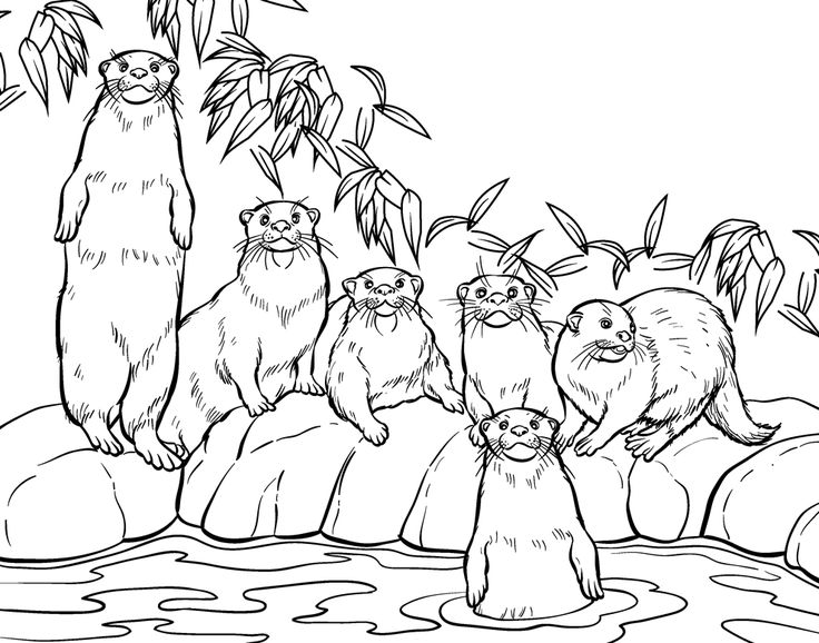 736x578 Otter Coloring Pages Coloring Pages Gallery One Otter Coloring