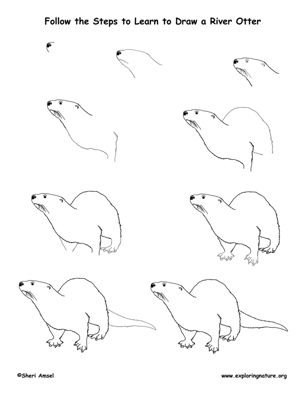 612x792 Otter Coloring Pages For Kids Clipart. Image Gallery Otter Face