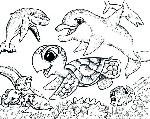 640x509 Sea Urchin Coloring Page