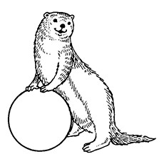 Otters Drawing