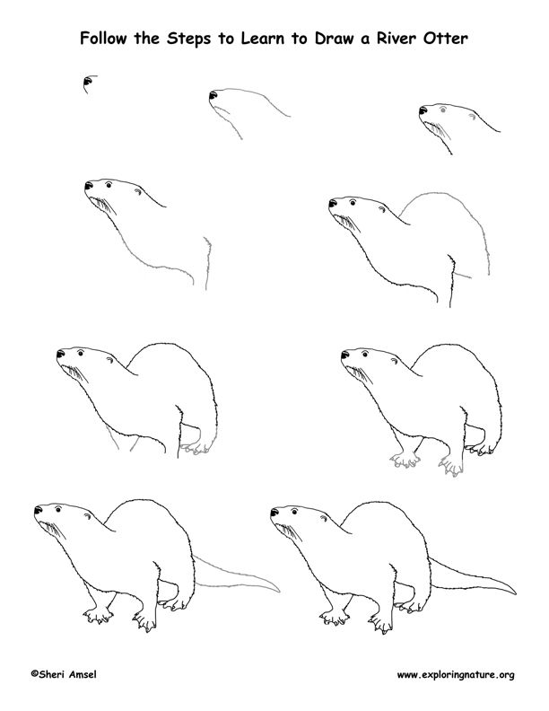 612x792 Drawn Otter Doodle