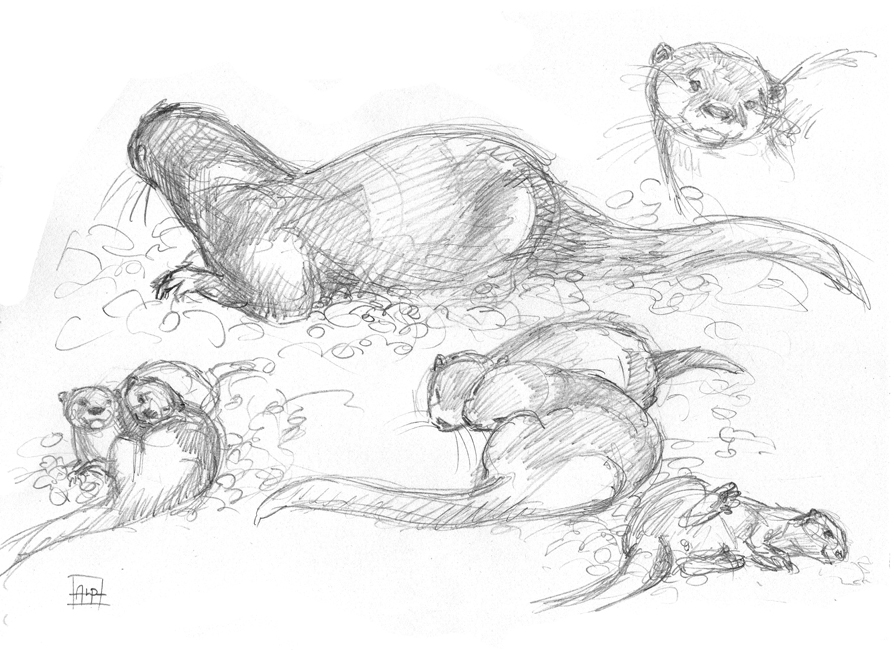 894x650 An Ink Sketch Of Jims The Otter Swimming Underwater By Sophie
