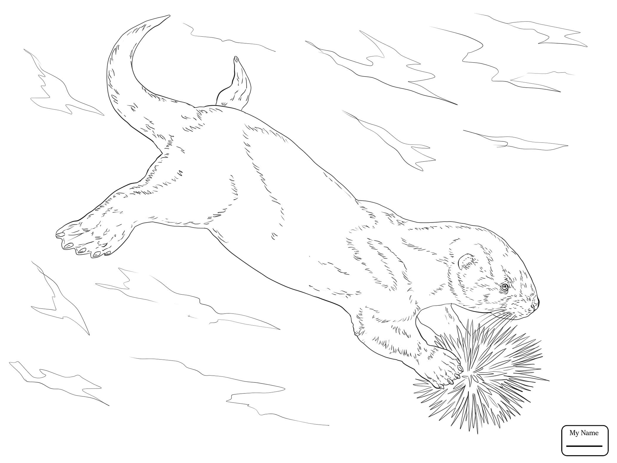 2089x1567 Coloring Pages Otters Cute Sea Otters Mammals