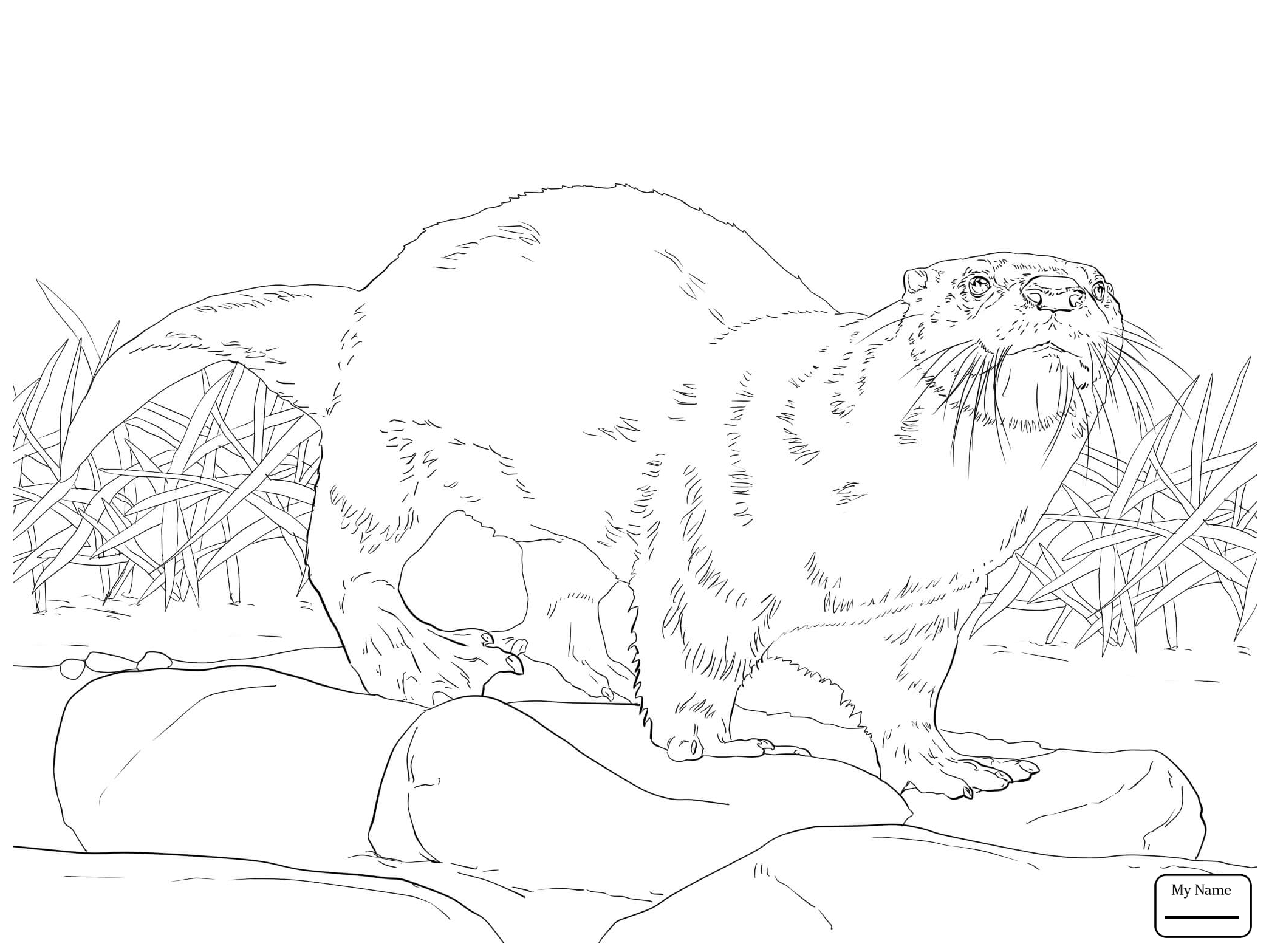 2089x1567 Otters Mammals North American River Otter Coloring Pages