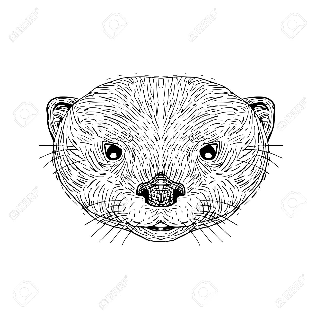 1300x1300 Illustration Of An Asian Small Clawed Otter Head Done In Hand