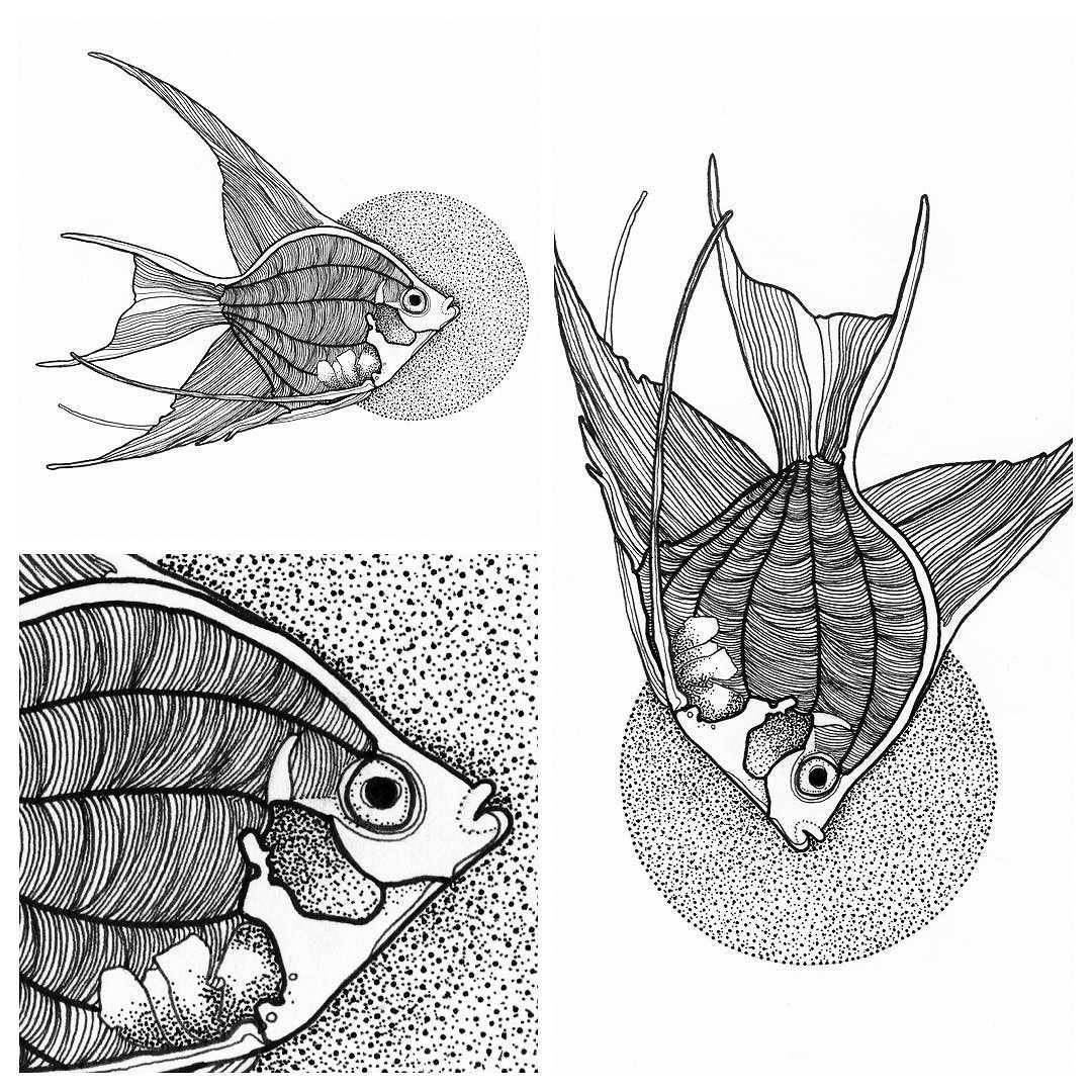 1080x1080 Andrew Mccallum Fish Details.