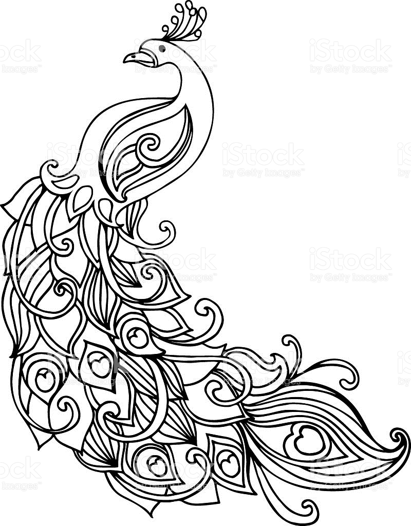 800x1024 Peaceful Inspiration Ideas Peacock Outline Hand Drawn Doodle