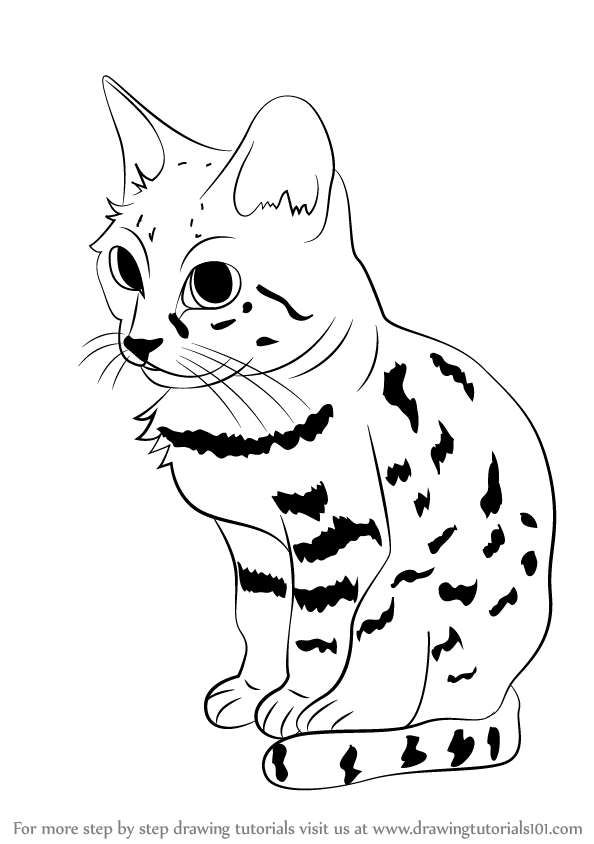 594x844 Learn How To Draw A Black Footed Cat (Wild Animals) Step By Step