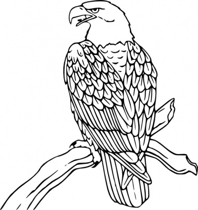 401x425 Outline Drawings Of Birds