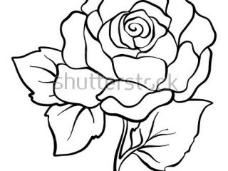 320x240 Outline Drawing Pictures Isolated Rose Outline Drawing Stock Line