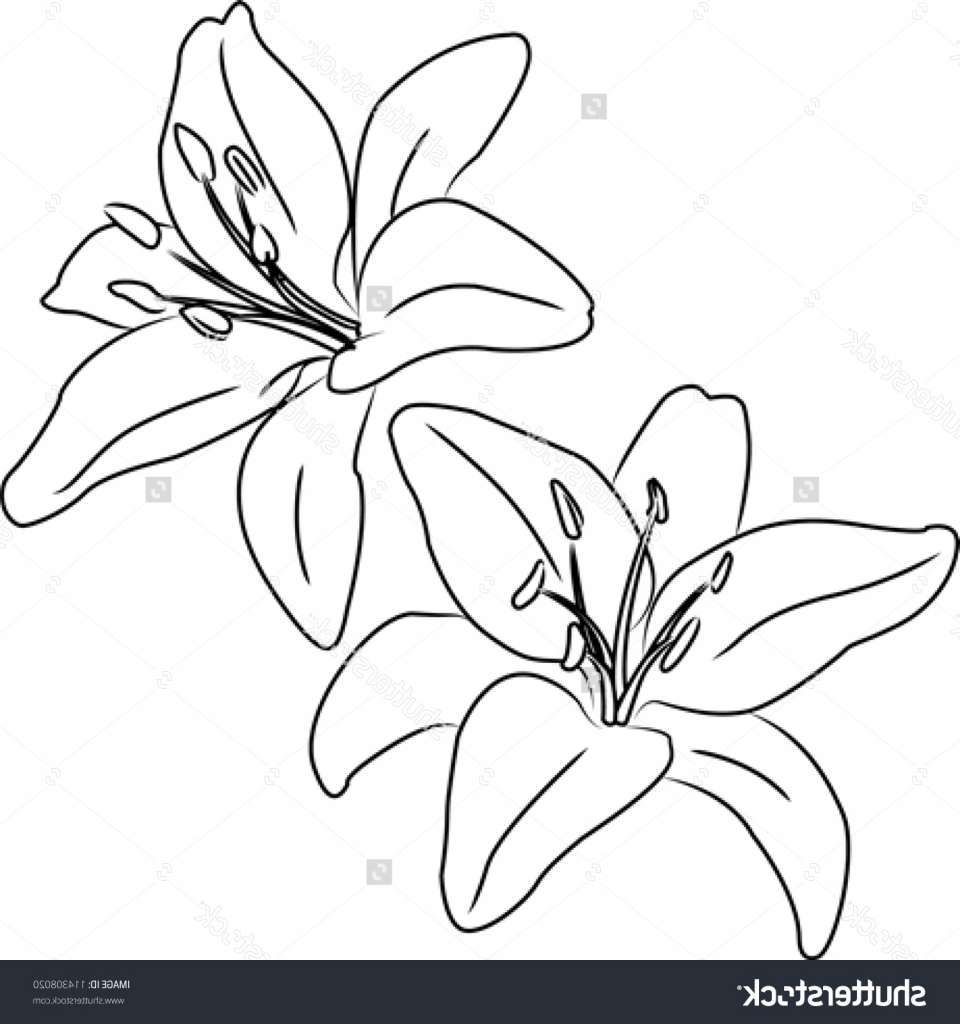 960x1024 Flower Drawing Outline Flower Drawing Outline Drawing Artisan