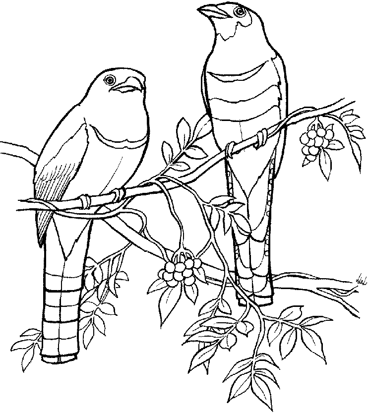 744x835 Line Drawing Of A Bird On A Branch
