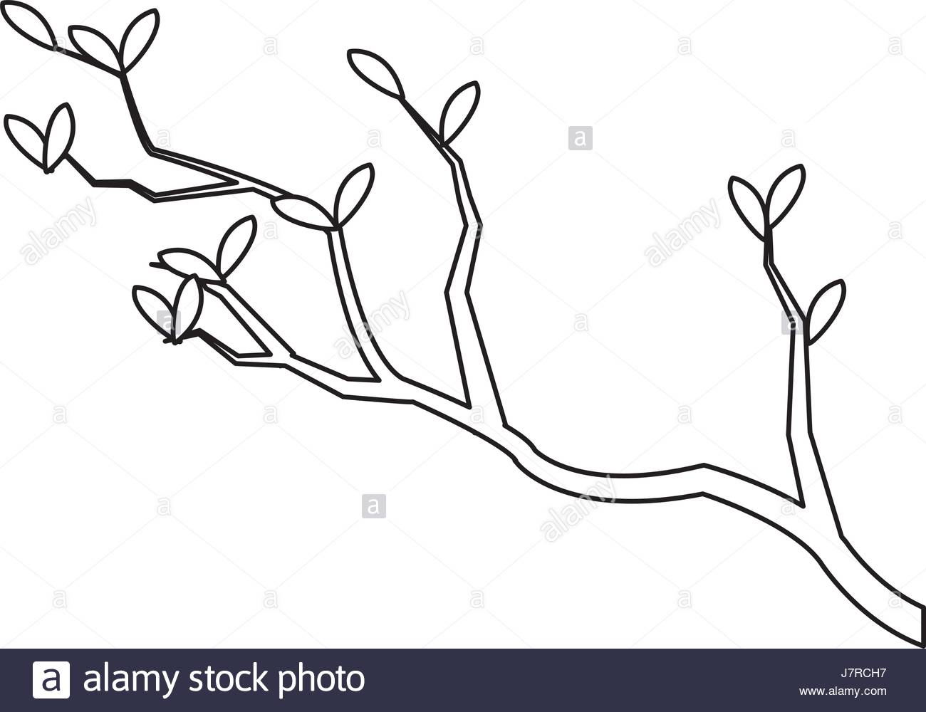 1300x1000 Outline Branch Leaves Tree Nature Japan Stock Vector Art