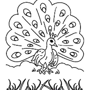 300x300 Marvellous Design Peacock Outline Coloring Pages Bestofcoloring