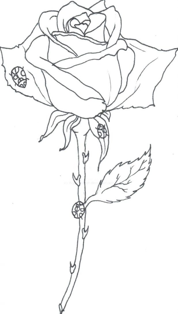618x1088 Images For Roses Drawings Outlines 27 Marvellous Rose Drawing