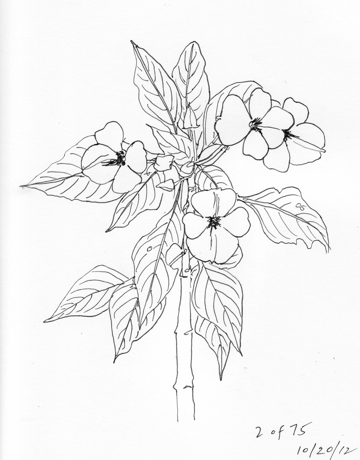 1254x1600 Drawing On Nature Day 2 Impatiens
