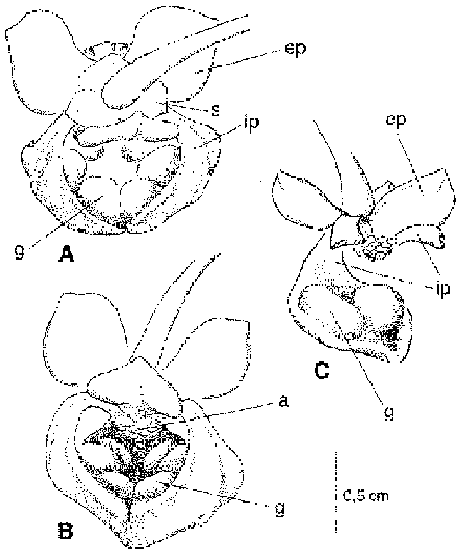 675x812 Drawings Of Flowers Of Pseuduvaria Froggattii. A, Flower