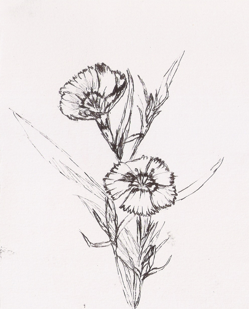 826x1024 Drawing Flowers Outside Pen And Ink On The Paper