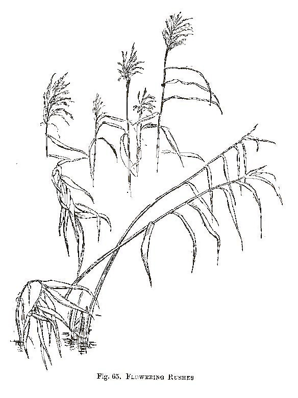 584x778 Drawing Nature Outside And Outdoors How To Draw Lessons