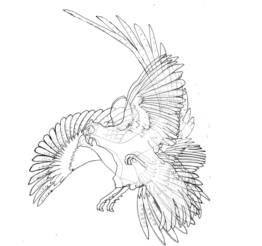 900x844 Pheasant Fighting Overlay 1 3bxx W900 H900 Wally Gilbert