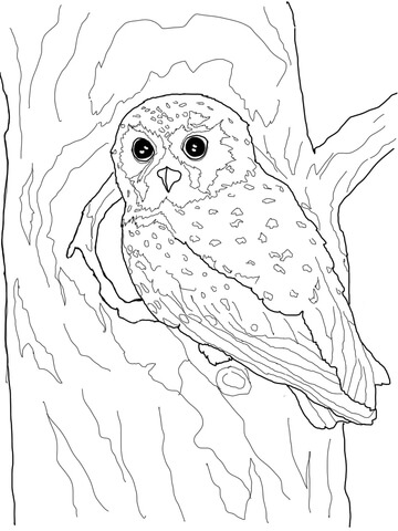 360x480 Elf Owl Coloring Page Free Printable Coloring Pages