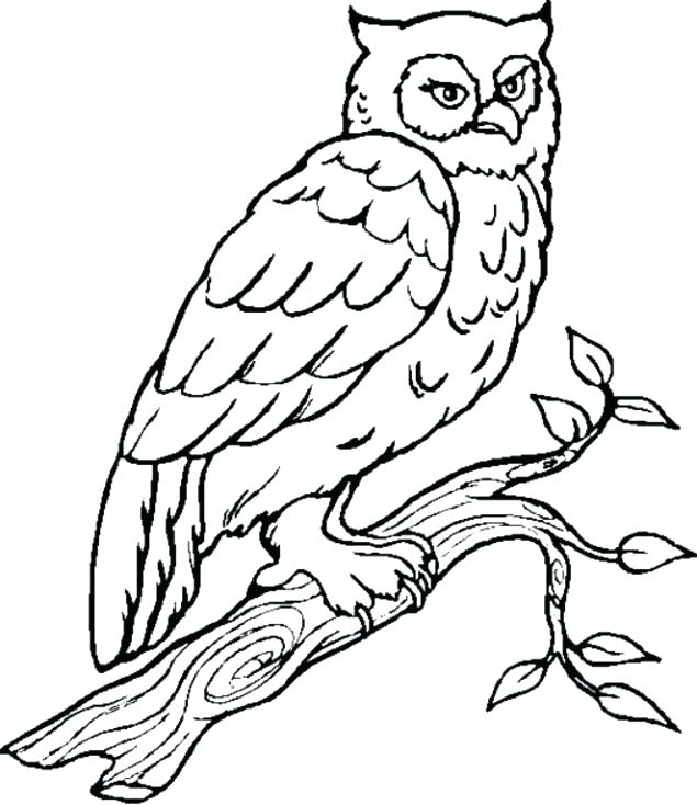 635x734 Owl To Color Owl Drawing Sketches Owls Coloring Book Pdf