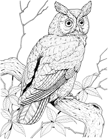 373x480 Perched Long Eared Owl Coloring Page Free Printable Coloring Pages